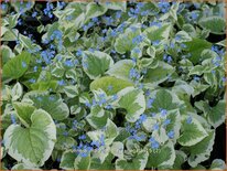 Brunnera macrophylla 'Variegata'