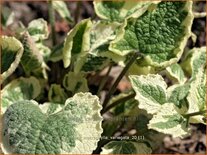 Brunnera macrophylla 'Variegata'