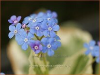 Brunnera macrophylla 'Variegata'