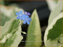 Brunnera macrophylla 'Variegata'