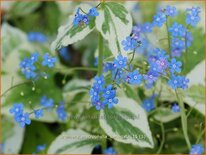 Brunnera macrophylla 'Variegata'