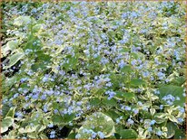 Brunnera macrophylla 'Variegata'