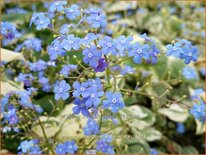 Brunnera macrophylla 'Variegata'