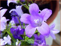 Campanula &#39;Birch Hybrid&#39;