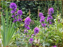 Campanula glomerata 'Joan Elliott'