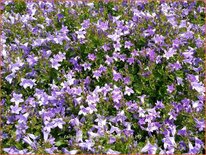 Campanula portenschlagiana