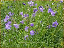 Campanula rotundifolia &#39;Olympica&#39;