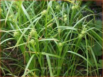 Carex grayi