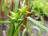 Carex grayi