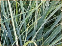 Carex panicea 'Pamira'