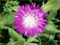 Centaurea dealbata 'Steenbergii'