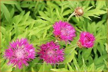 Centaurea dealbata 'Steenbergii'