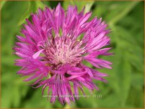 Centaurea dealbata 'Steenbergii'