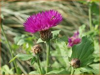 Centaurea dealbata 'Steenbergii'