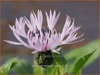 Centaurea montana 'Carnea'