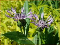 Centaurea montana 'Carnea'