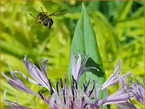 Centaurea montana 'Carnea'