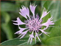 Centaurea montana 'Carnea'