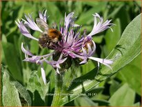 Centaurea montana 'Carnea'