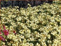 Coreopsis 'Buttermilk'