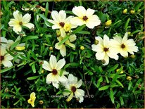 Coreopsis 'Buttermilk'