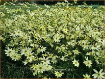 Coreopsis verticillata &#39;Moonbeam&#39;