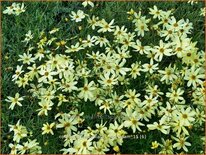 Coreopsis verticillata &#39;Moonbeam&#39;