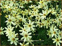 Coreopsis verticillata &#39;Moonbeam&#39;