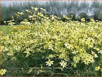 Coreopsis verticillata &#39;Moonbeam&#39;