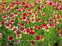 Coreopsis verticillata &#39;Route 66&#39;