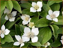 Cornus canadensis