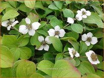 Cornus canadensis