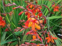 Crocosmia 'Saracen'