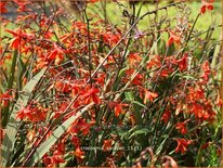 Crocosmia 'Saracen'