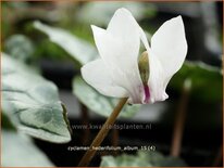 Cyclamen hederifolium &#39;Album&#39;