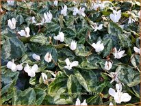 Cyclamen hederifolium &#39;Album&#39;