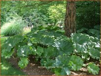 Darmera peltata