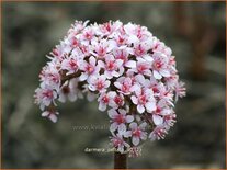 Darmera peltata