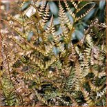 Dryopteris erythrosora