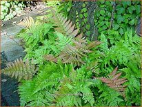 Dryopteris erythrosora