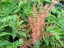 Dryopteris erythrosora