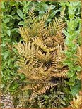 Dryopteris erythrosora