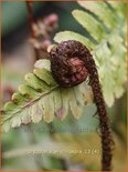 Dryopteris erythrosora