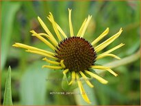 Echinacea paradoxa