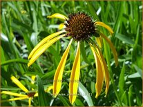 Echinacea paradoxa