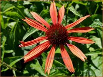 Echinacea purpurea 'Sundown'