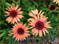 Echinacea purpurea 'Sundown'