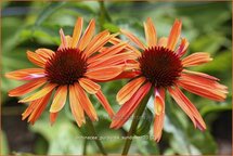 Echinacea purpurea 'Sundown'