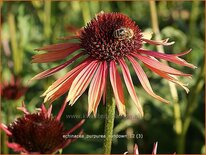 Echinacea purpurea 'Sundown'