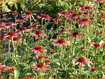 Echinacea purpurea 'Sundown'